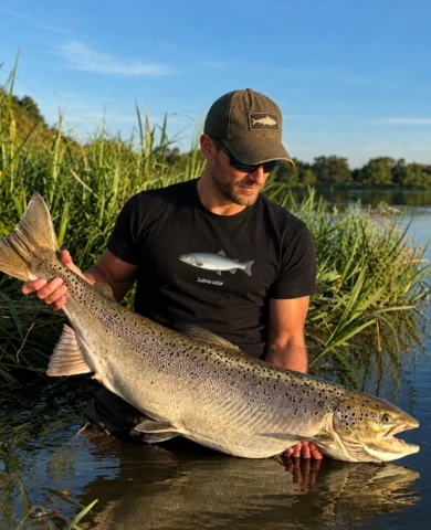 lašišos marškinėliai su Salmo salar iliustracija atlanto lašišos dizainu